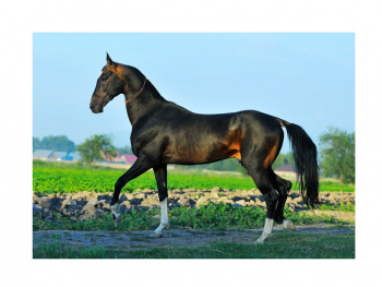 Картина по номерам арт. RA73973 Лошадь черная 40*50 в кор. Картина по номерам арт. RA73973 Лошадь черная 40*50 в кор.